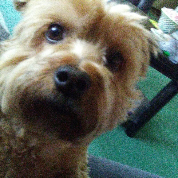 Meet your Posher, Joyce ..nothing just a shopper - Picture 2 of 3